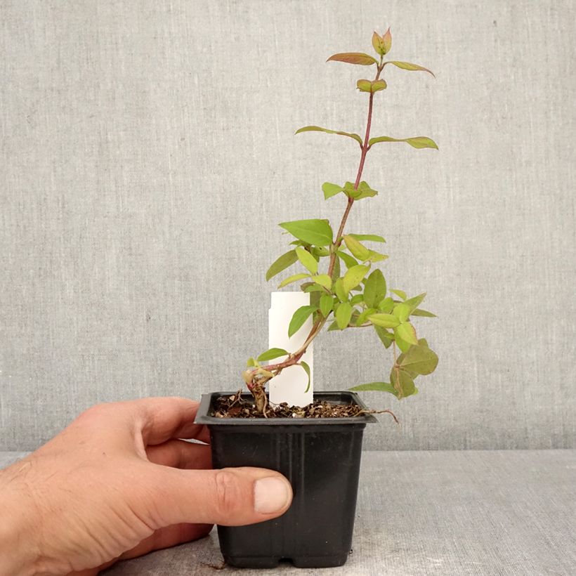 Spécimen de Lonicera fragrantissima - Chèvrefeuille d'hiver Godet de 8/9 cm tel que livré au printemps