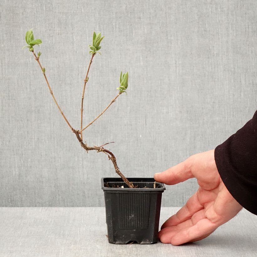 Example of Lonicera kamtschatica Kiev - Baie de mai Godet de 8/9 cm, Buisson as you get in printemps