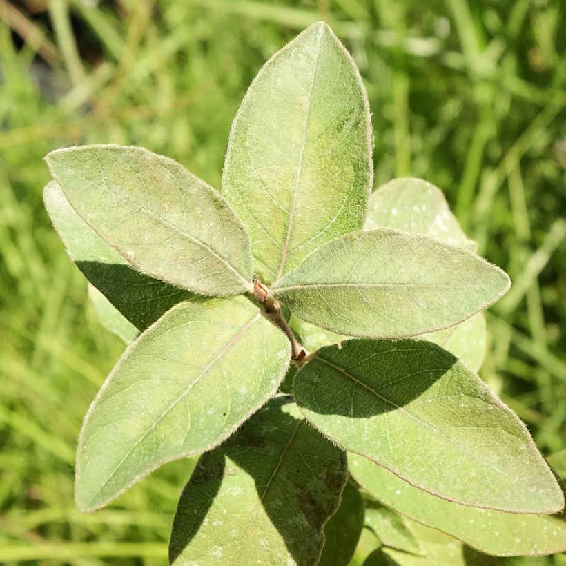 Lonicera kamtschatica Kiev - Baie de mai (Foliage)