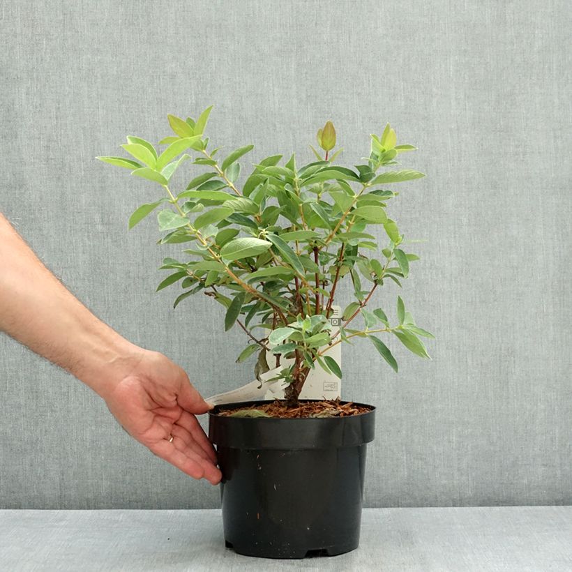 Spécimen de Lonicera kamtschatica Sweet Myberry - Baie de mai Pot de 3L/4L, Buisson, Livré en hauteur 30/40 cm tel que livré en été
