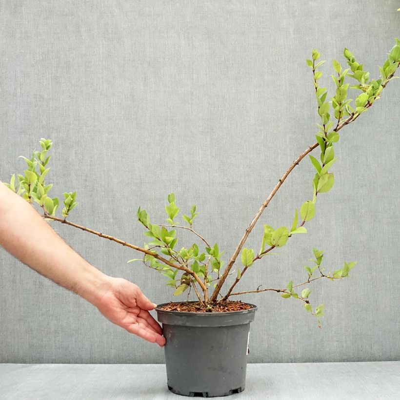 Spécimen de Lonicera maackii - Chèvrefeuille de Maack Pot de 4L/5L tel que livré en été