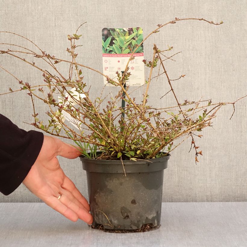 Example of Lonicera nitida Garden Clouds Copper Glow - Chèvrefeuille arbustif Pot de 2L/3L as you get in printemps