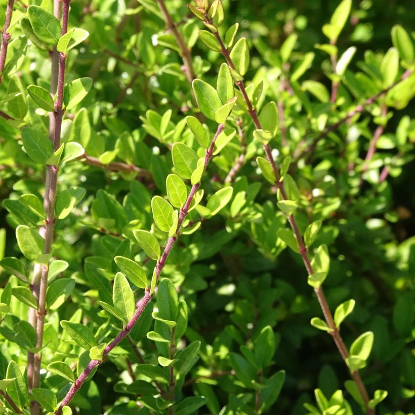 Lonicera nitida Hohenheimer Findling - Chèvrefeuille arbustif (Floraison)