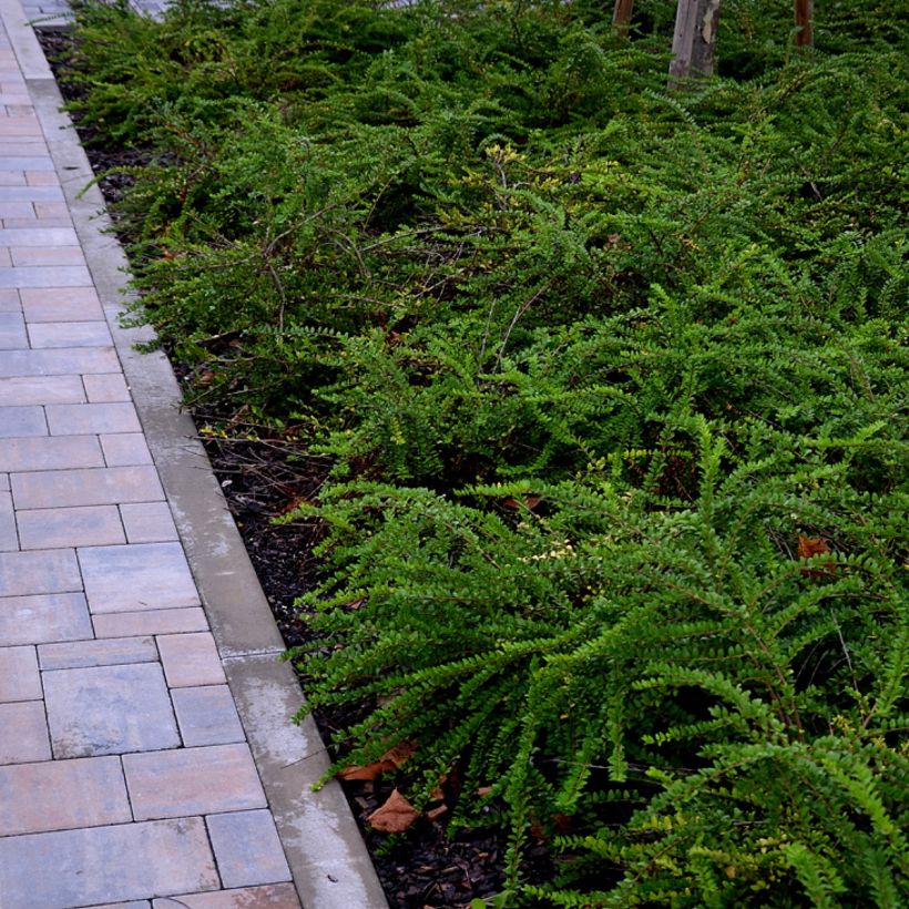 Lonicera nitida Hohenheimer Findling - Chèvrefeuille arbustif (Plant habit)