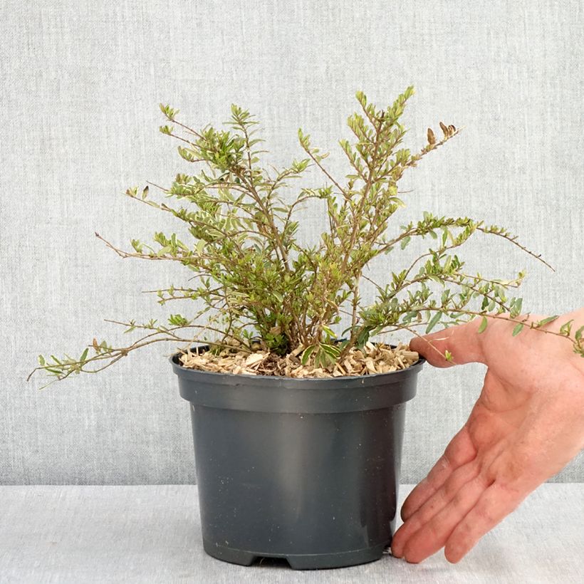 Example of Lonicera nitida Twiggy - Chèvrefeuille à feuilles de buis Pot de 2L/3L as you get in printemps