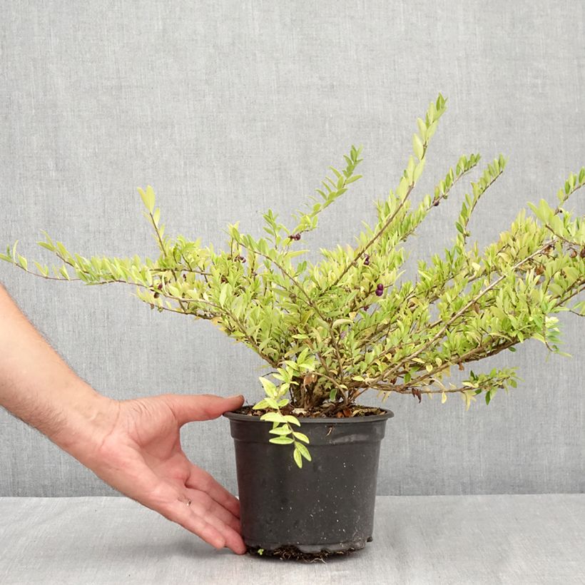 Spécimen de Lonicera pileata - Chèvrefeuille à cupule Pot de 2L/3L tel que livré en été
