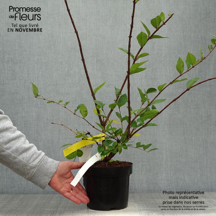 Spécimen de Lonicera purpusii Winter Beauty - Chèvrefeuille d'hiver parfumé  Pot de 2L/3L tel que livré en automne