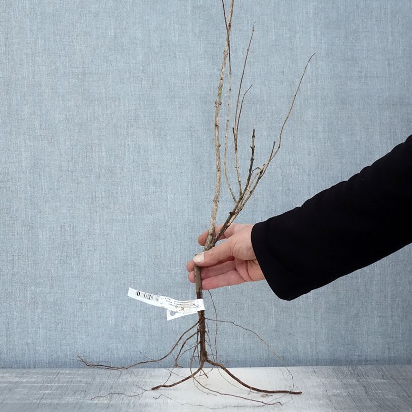 Spécimen de Lonicera tatarica Rosea - Chèvrefeuille de Tartarie Racines nues tel que livré en hiver