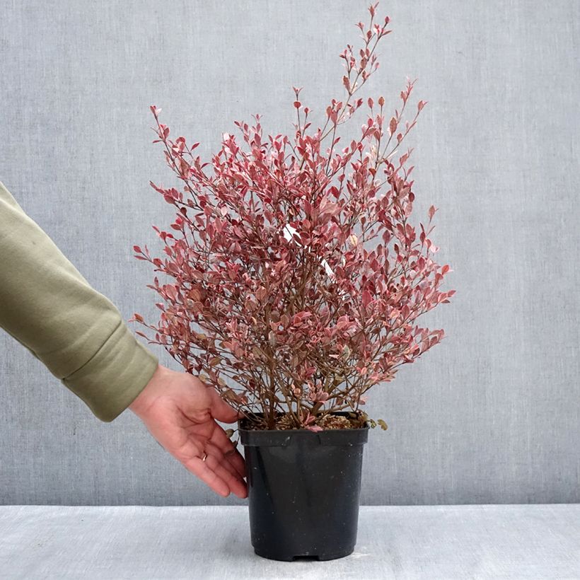 Example of Lophomyrtus Golden dragon Pot de 3L/4L as you get in hiver