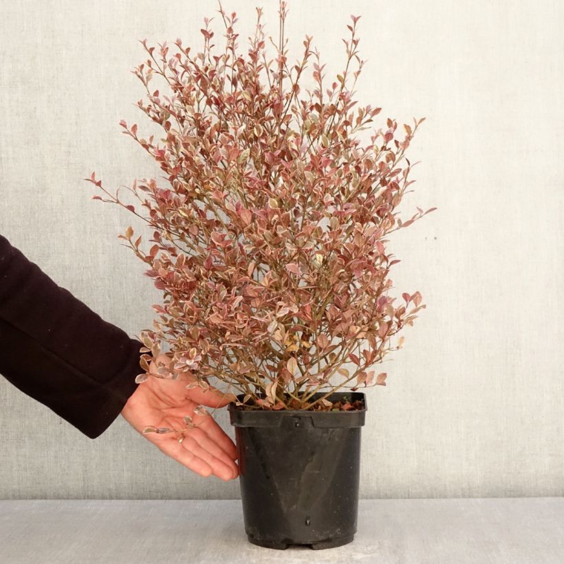 Spécimen de Lophomyrtus Golden dragon Pot de 3L/4L tel que livré au printemps