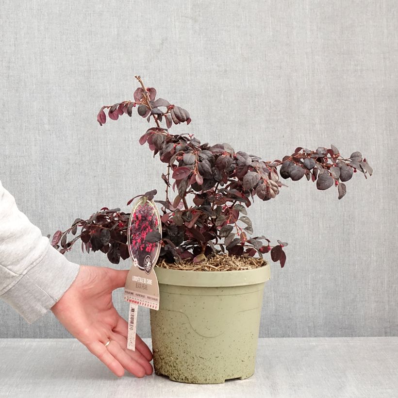 Example of Loropetalum chinense Black Pearl Pot de 3L/4L as you get in hiver