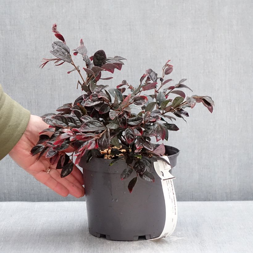 Example of Loropetalum chinense Ever Red Pot de 3L/4L as you get in hiver