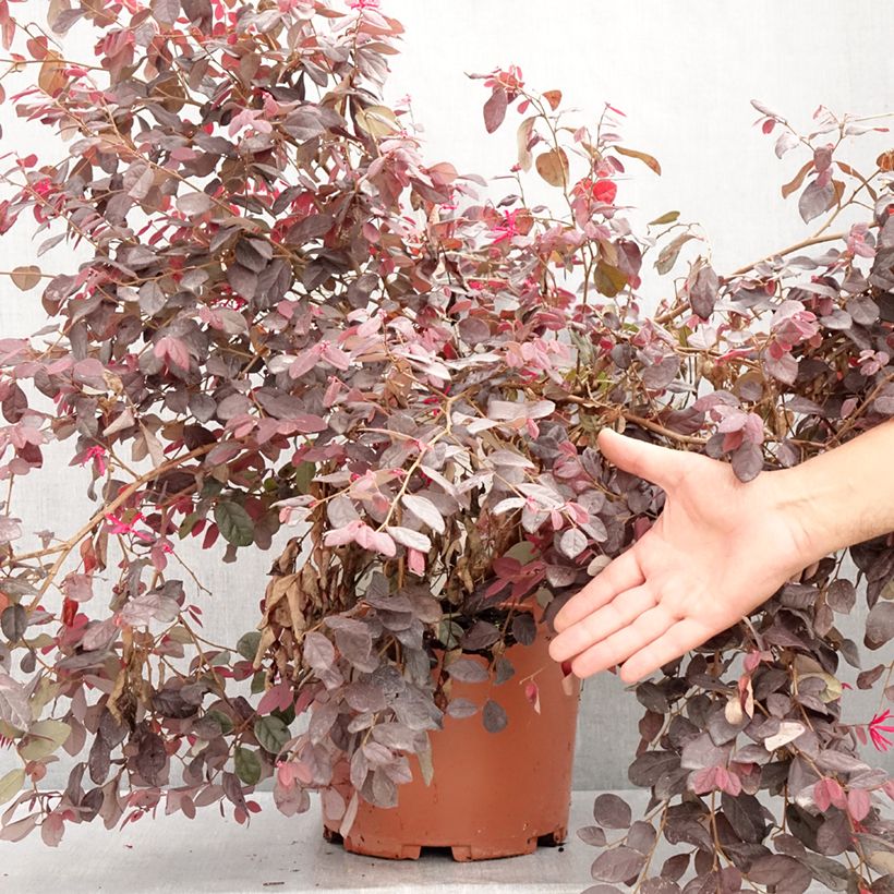Spécimen de Loropetalum chinense Ever Red Pot de 7,5L/10L tel que livré en été
