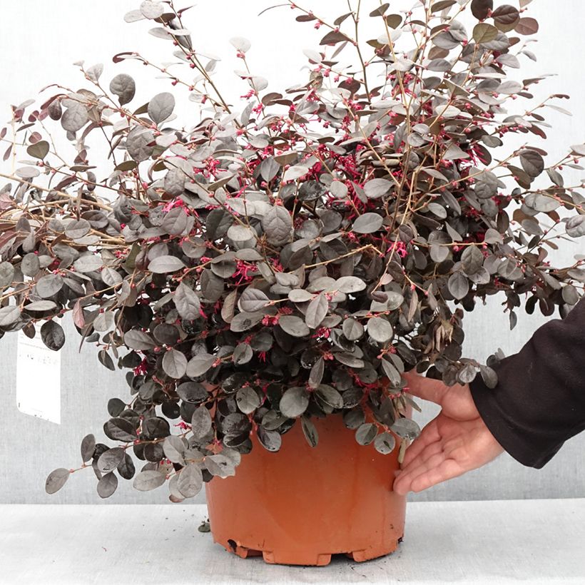 Example of Loropetalum chinense Ever Red Pot de 7,5L/10L as you get in printemps