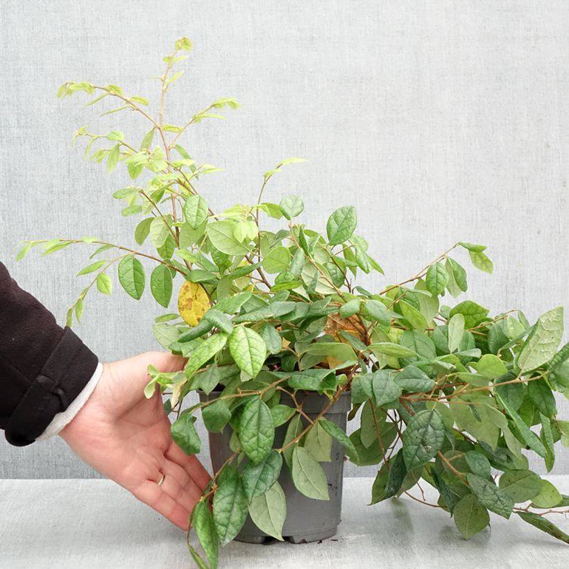 Spécimen de Loropetalum chinense - Loropétale de Chine Pot de 2L/3L tel que livré en automne