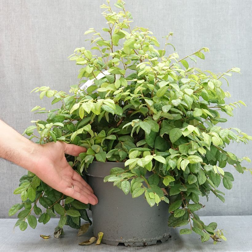 Spécimen de Loropetalum chinense - Loropétale de Chine Pot de 7,5L/10L tel que livré en été