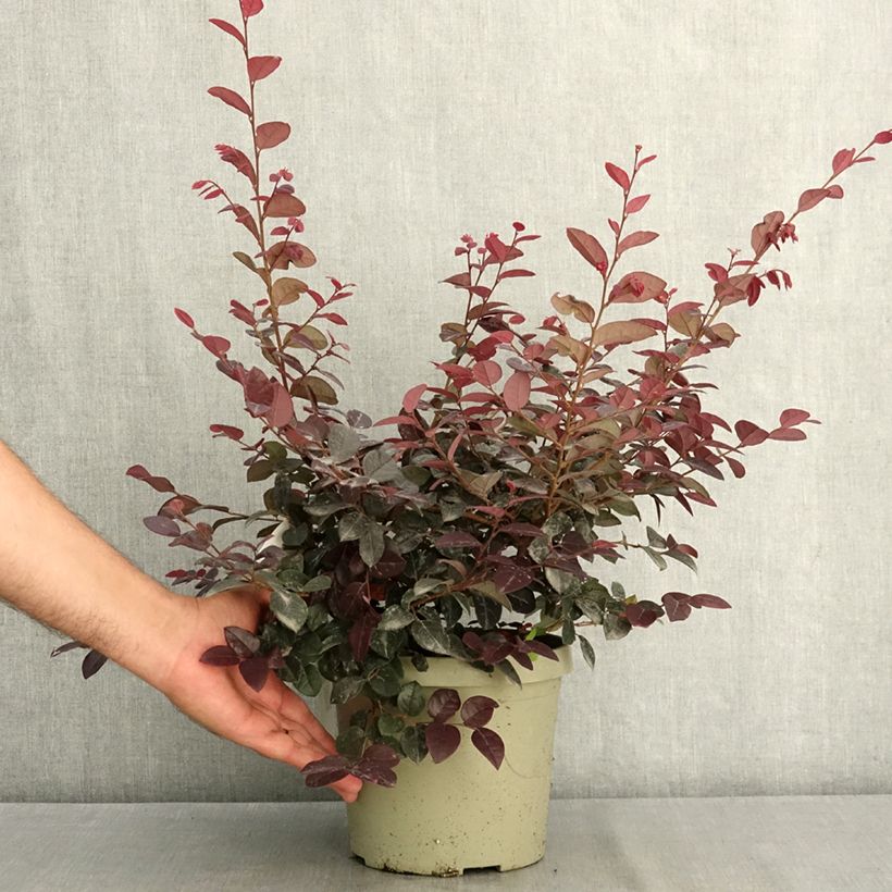 Spécimen de Loropetalum chinense Plum Gorgeous Pot de 3L/4L tel que livré en été