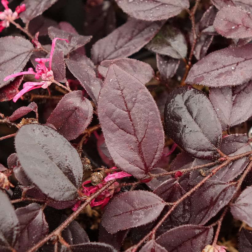 Loropetalum chinense Rouge de la Majorie - Loropétale de Chine (Feuillage)