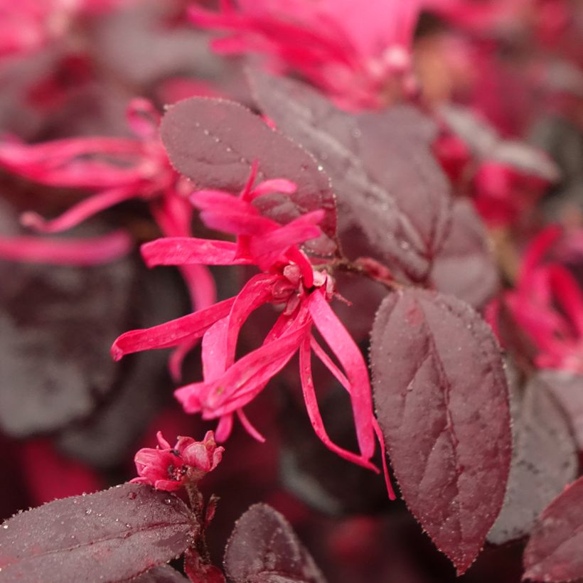 Loropetalum chinense Rouge de la Majorie - Loropétale de Chine (Floraison)