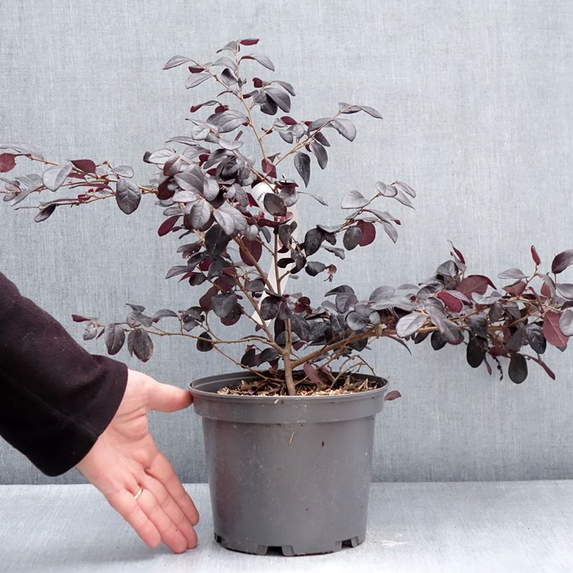 Example of Loropetalum chinense Rouge de la Majorie - Loropétale de Chine Pot de 3L/4L as you get in hiver