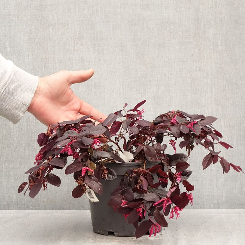 Spécimen de Loropetalum chinense Rouge de la Majorie - Loropétale de Chine Pot de 3L/4L tel que livré au printemps