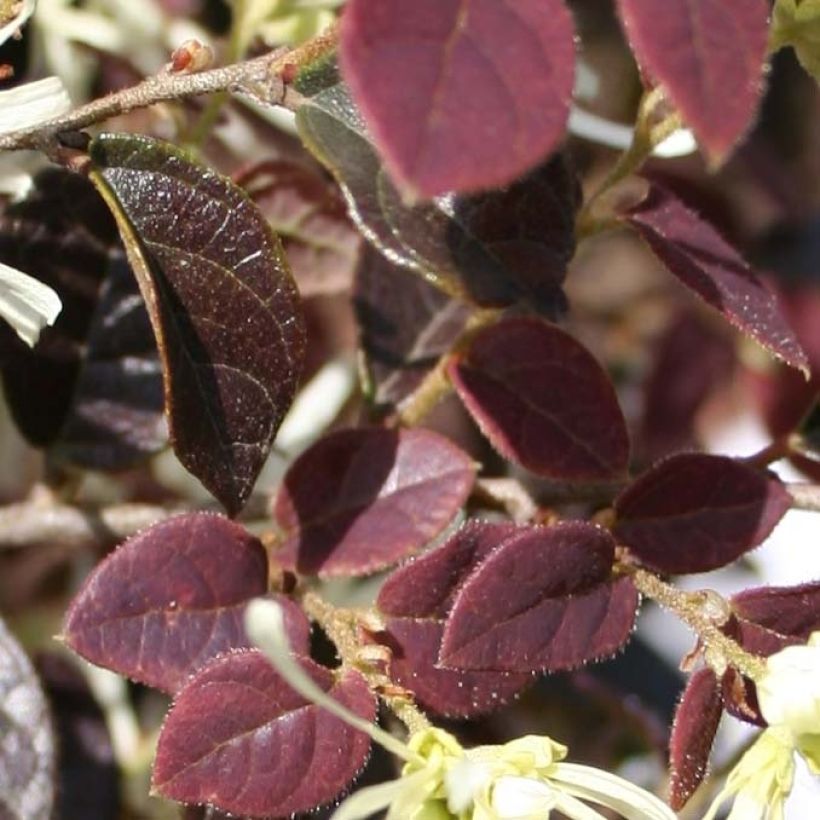 Loropetalum chinense Ruby Snow (Foliage)