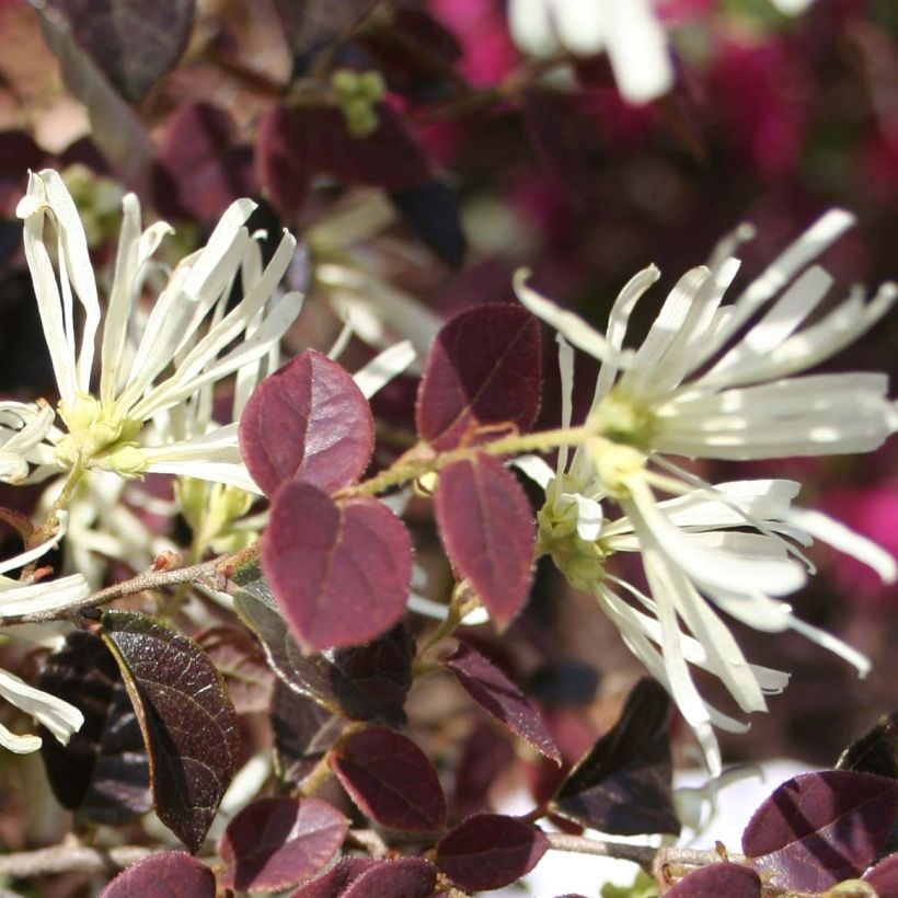 Loropetalum chinense Ruby Snow (Flowering)