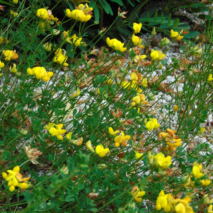 Lotier corniculé - Lotus corniculatus Graines (Plant habit)