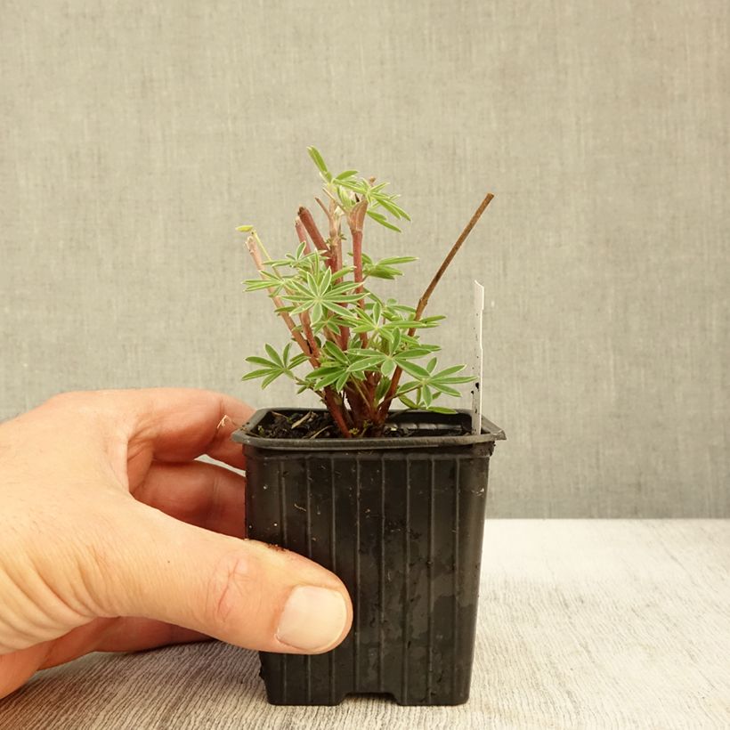 Spécimen de Lupin arborescent - Lupinus arboreus Godet de 7/8 cm tel que livré en automne