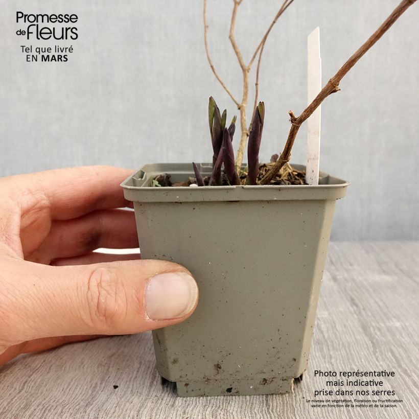 Spécimen de Lupin indigo - Baptisia Purple Smoke Godet de 8/9 cm tel que livré au printemps