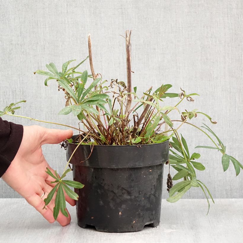 Spécimen de Lupin La Chatelaine rose Pot de 2L/3L tel que livré en automne