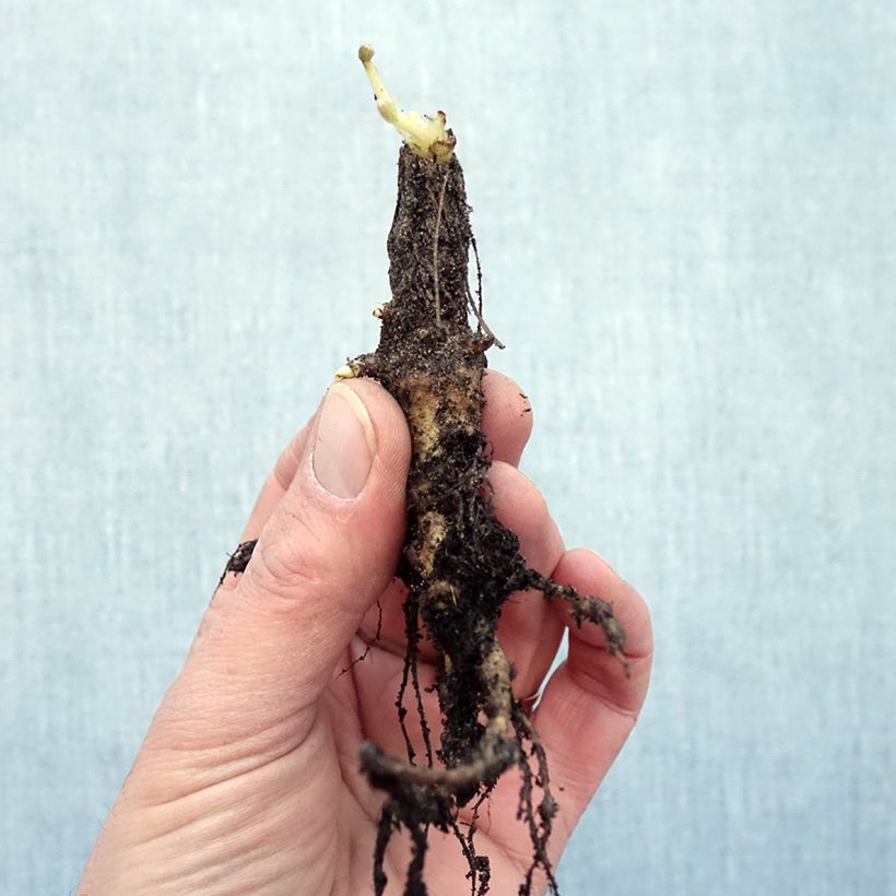 Example of Lupin La Chatelaine rose Racines nues as you get in hiver