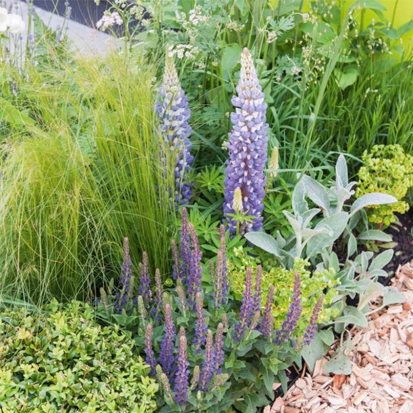 Lupin Le Gentilhomme (The Governor) bleu (Plant habit)