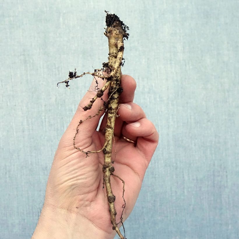 Spécimen de Lupin Mon Chateau (My Castle) rouge Racines nues tel que livré en hiver