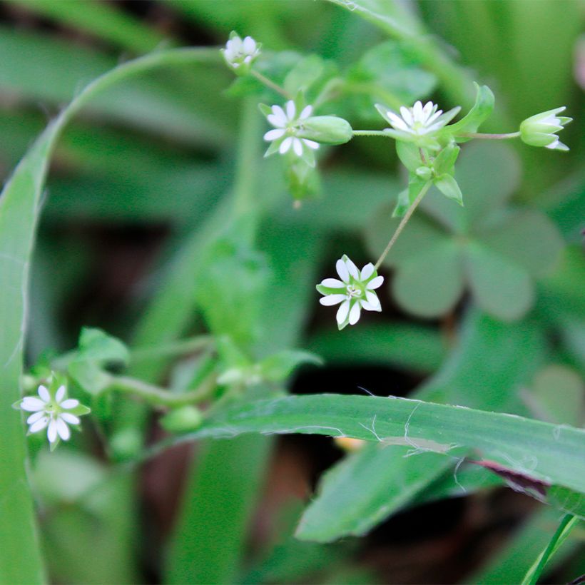 Luzule printanière - Luzula pilosa (Flowering)