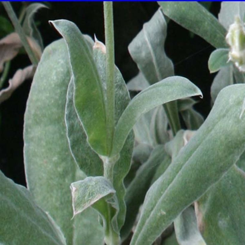 Lychnis coronaria Atrosanguinea - Coquelourde des Jardins (Foliage)