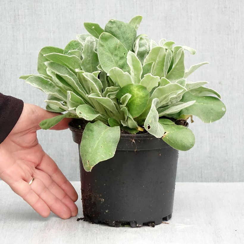 Spécimen de Lychnis coronaria - Coquelourde des Jardins Pot de 2L/3L tel que livré en automne