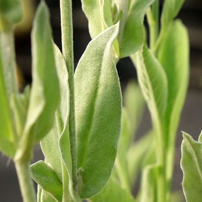 Lychnis coronaria Gardener s World - Coquelourde des jardins double (Foliage)