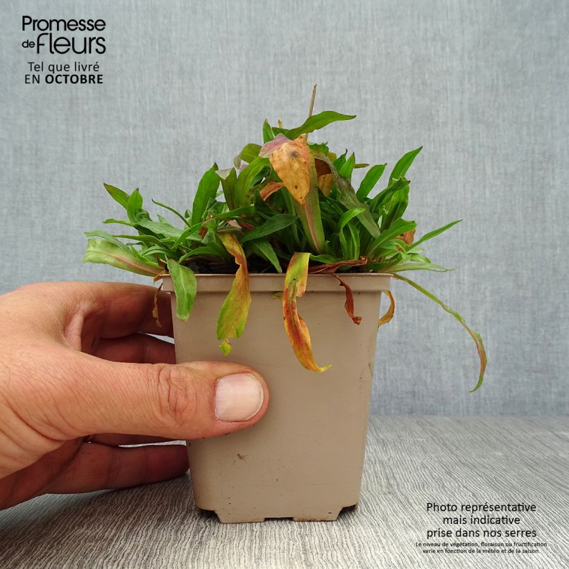 Spécimen de Lychnis flos cuculi Jenny - Oeillet des prés rose  Godet de 7/8 cm tel que livré en automne