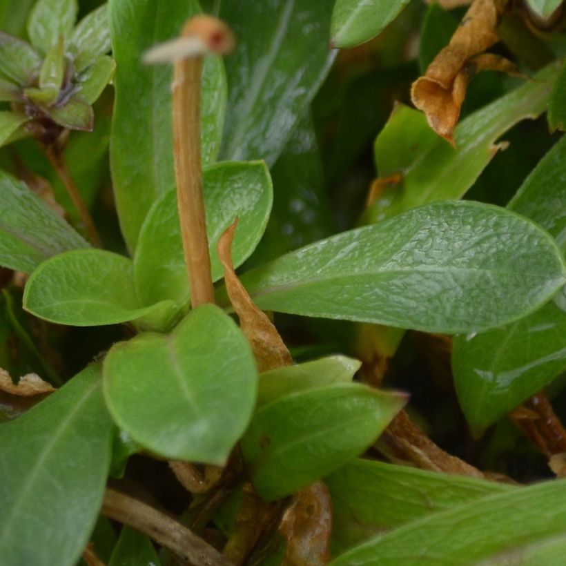 Lychnis flos-cuculi - Oeillet des près (Foliage)
