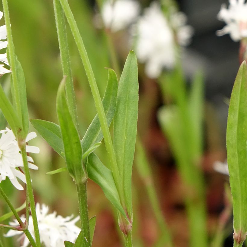 Lychnis flos-cuculi Petit Henri - Oeillet des prés blanc (Foliage)