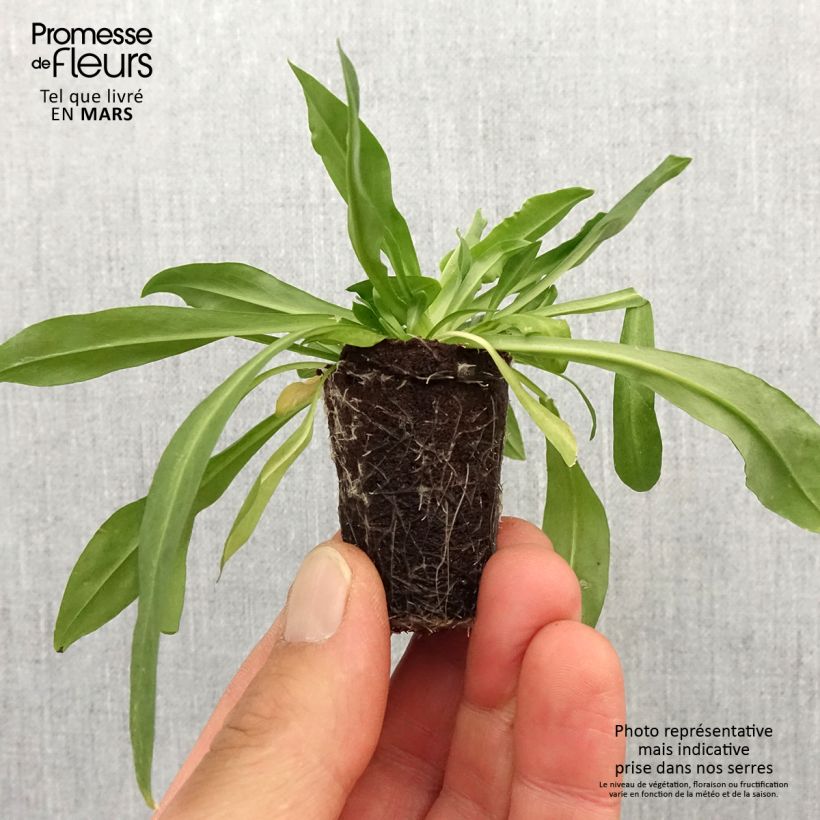Spécimen de Lychnis flos cuculi Petite Jenny - Oeillet des prés Mini-motte Ø 3/4 cm tel que livré au printemps