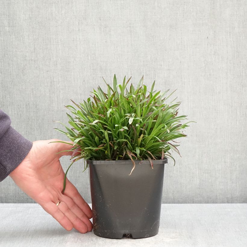 Spécimen de Lychnis viscaria Plena - Attrape-mouches à fleurs doubles Pot de 2L/3L tel que livré au printemps