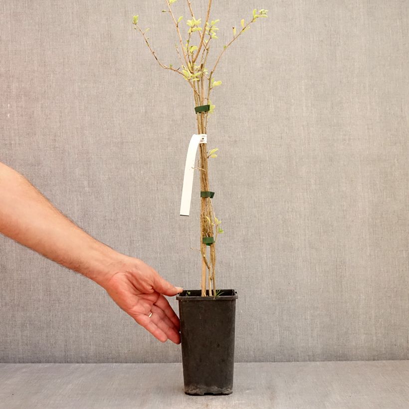 Spécimen de Lycium chinensis - Goji de Chine Pot de 2L/3L tel que livré en été