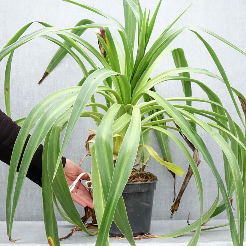 Spécimen de Lys du Mexique à fleurs blanches - Beschorneria albiflora Pot de 3L/4L tel que livré au printemps