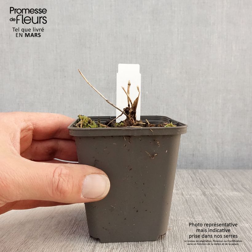 Example of Lys orchidée - Tricyrtis formosana Dark Beauty Godet de 8/9 cm as you get in printemps