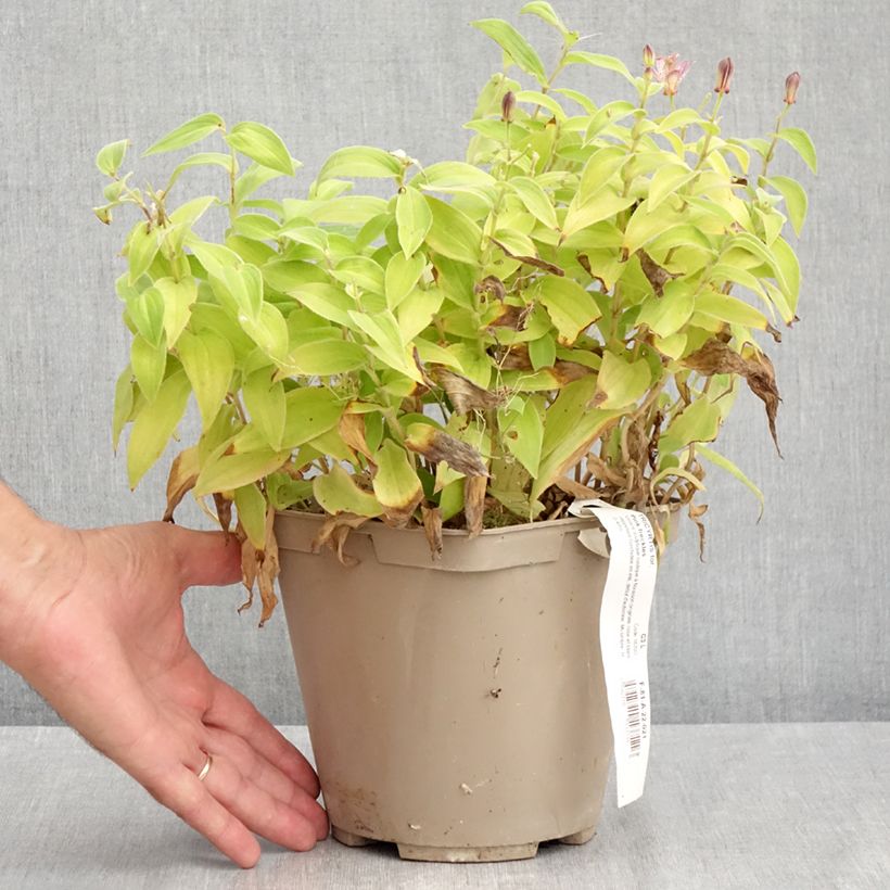 Spécimen de Lys orchidée - Tricyrtis formosana Pink Freckles Pot de 2L/3L tel que livré en été