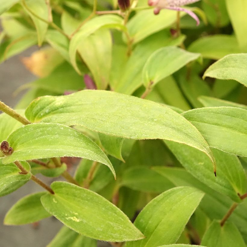 Lys orchidée - Tricyrtis formosana Pink Freckles (Foliage)