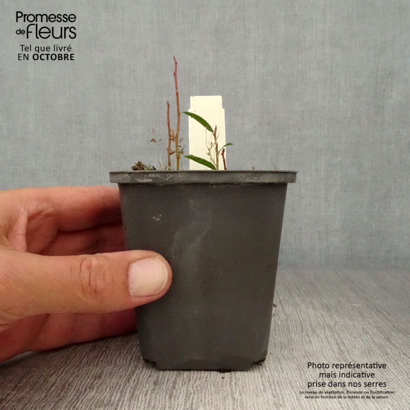 Spécimen de Lysichiton camtschatcensis - Arum bananier blanc Godet de 8/9 cm tel que livré en automne