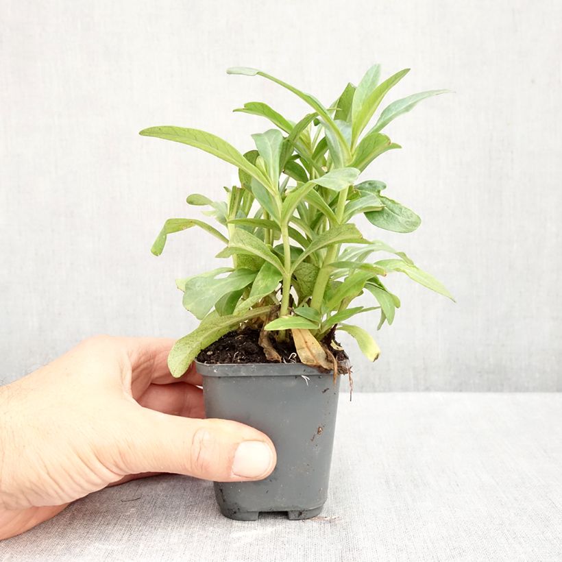 Spécimen de Lysimachia ephemerum - Lysimaque ephémère Godet de 8/9 cm tel que livré en automne
